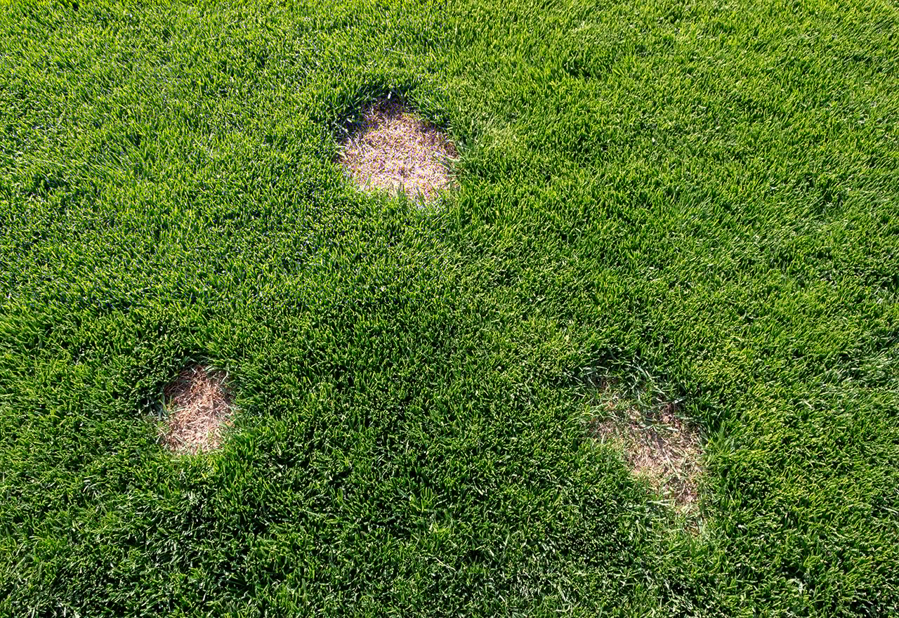 Brown Patches In Lawns Fungus Disease